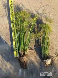 高度50厘米纸莎草