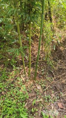 地栽苗雷竹