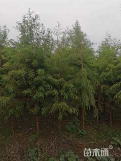 5公分北美落羽杉