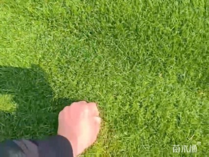 草块状马尼拉草