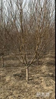 12公分红叶碧桃