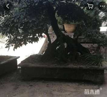 高度300厘米金弹子