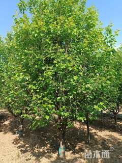 16公分八棱海棠