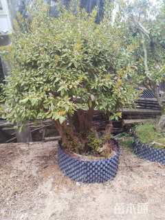 高度280厘米杜鹃