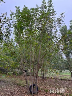 高度600厘米丛生白蜡