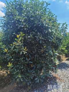 高度400厘米中华石楠