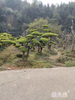 15公分造型亮晶女贞