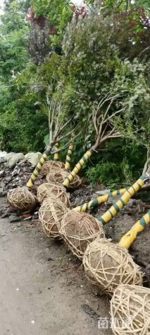 15公分日本红枫