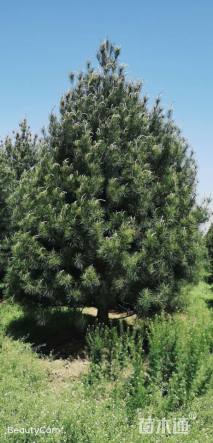 高度600厘米白皮松