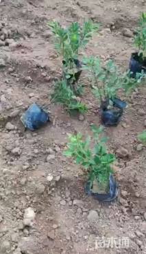 高度45厘米毛鹃