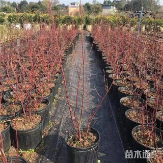 高度35厘米红瑞木