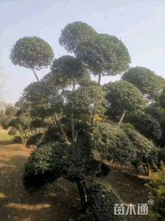 6公分造型小叶女贞