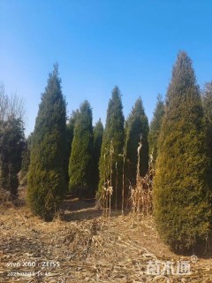 高度250厘米蜀桧