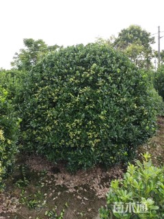 冠幅250厘米大叶黄杨球