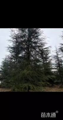 高度800厘米雪松
