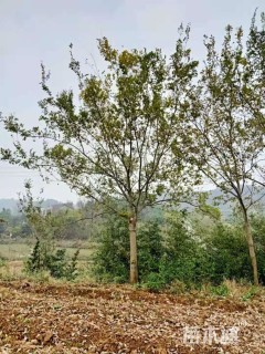 15公分朴树