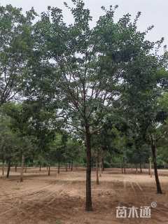 17公分流苏树
