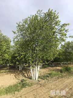 8.5公分紫叶稠李