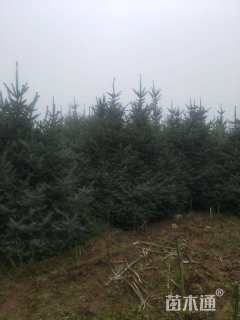 10公分造型油松