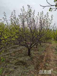 15公分山杏