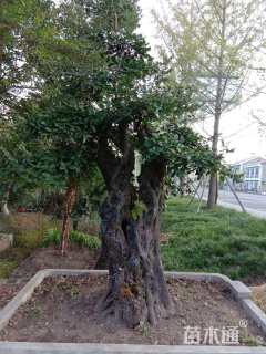 高度2000厘米金弹子