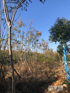 50公分丛生栾树