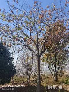 18公分黄山栾树