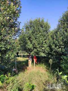 12公分红叶石楠