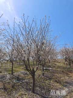 13公分染井吉野樱