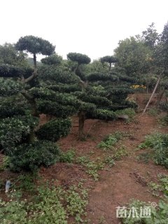 300厘米造型罗汉松