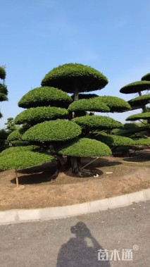 50公分造型对节白蜡