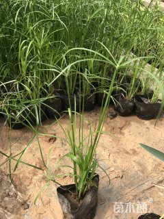 高度50厘米旱伞草