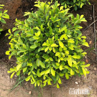 高度20厘米黄金榕