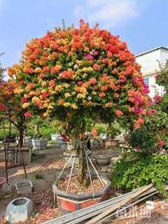 12公分造型三角梅