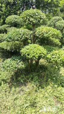 15公分造型榆树