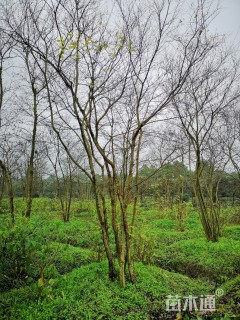 30公分丛生朴树