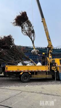 18公分中华红枫