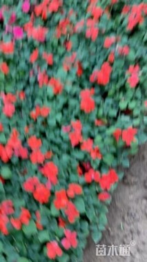 高度15厘米非洲凤仙