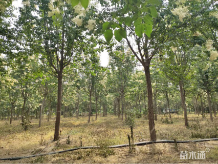 14公分暴马丁香