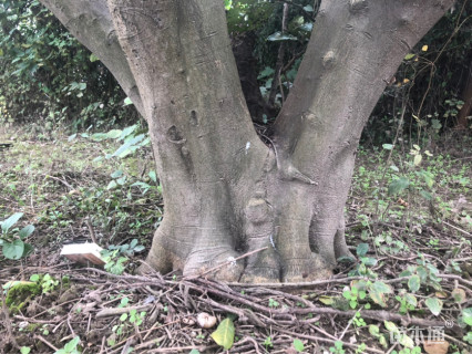 大规格丛生柚子