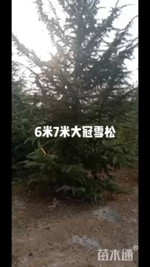 高度600厘米雪松