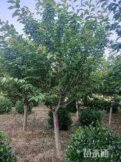 20公分日本晚樱