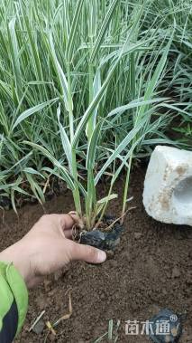 高度15厘米玉带草