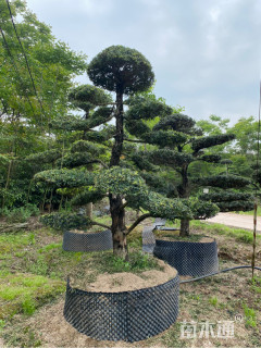 15公分造型罗汉松