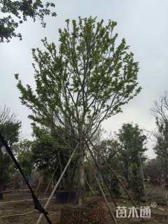 20公分朴树