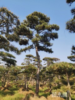 15公分造型油松