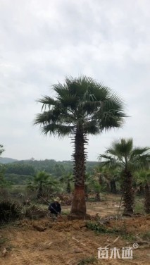 裸干高300厘米华棕