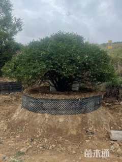 高度180厘米紫斑牡丹