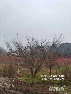 高度400厘米羽毛枫