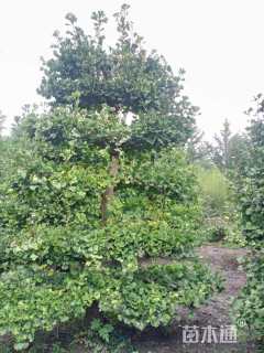 16公分造型银杏